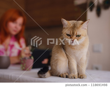 young woman working on tablet at home kitchen with her cute cat. A real female freelancer uses computer to work remotely from home with cup of coffee. 118691498