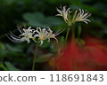 White cluster amaryllis 118691843