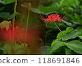 Cluster amaryllis 118691846