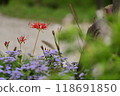 red spider lily 118691850