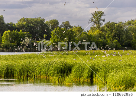 Many river gulls hunt fish in lakes, rivers, and canals. Seagulls fly over the water. Seagulls gracefully glide over the water's surface, their wings casting delicate shadows on the rippling waves. 118692986