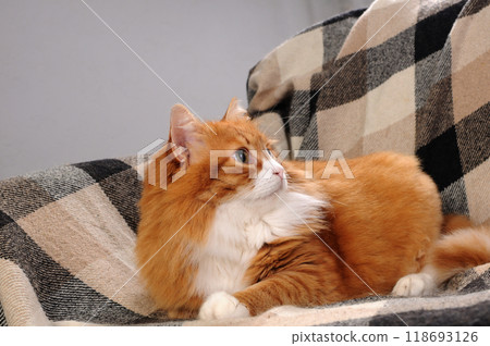 An adult, fluffy, ginger cat lies on a sofa, covered with a woolen checkered blanket, looking up 118693126