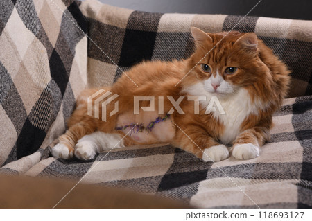 The cat lies on the couch at home after surgery The cat lies on the couch at home after surgery 118693127