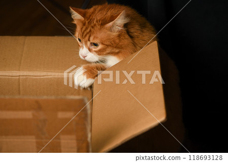 A red, fluffy adult cat sits near a cardboard box 118693128