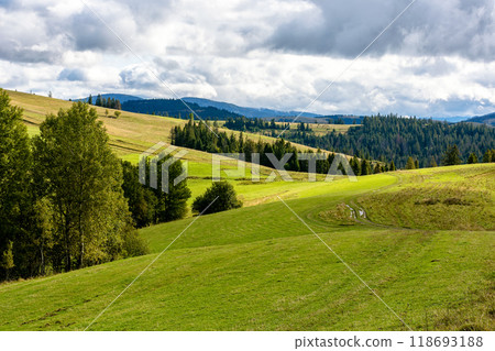 countryside scenery in mountains. woodland of ukraine. autumn landscape of carpathians with meadows rolling through forested hills in morning light. sunny weather with cloudy sky countryside scenery in mountains. woodland of ukraine. autumn landscape of carpathians with meadows rolling through forested hills in morning light. sunny weather with cloudy sky 118693188