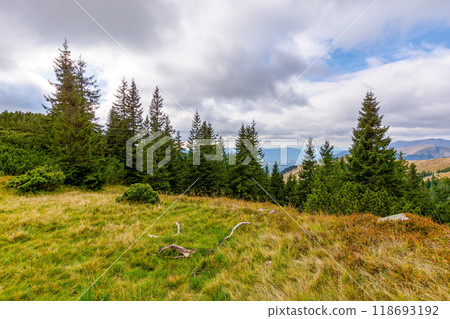 countryside autumn landscape with valley behind the forest on the grassy hill. carpathian mountain scenery on a cloudy day. fir trees beneath an overcast sky 118693192