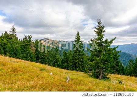 countryside autumn landscape with valley behind the forest on the grassy hill. carpathian mountain scenery on a cloudy day. fir trees beneath an overcast sky. synevyr national park 118693193