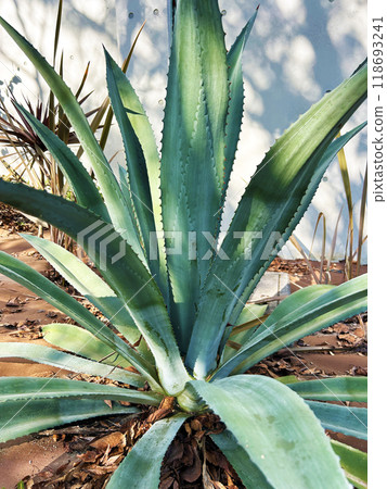 充滿活力的藍色龍舌蘭 118693241