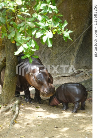 little pygmy hippo named Moo Deng  Khao Kheow Open Zoo in Chonburi Thailand 118693256