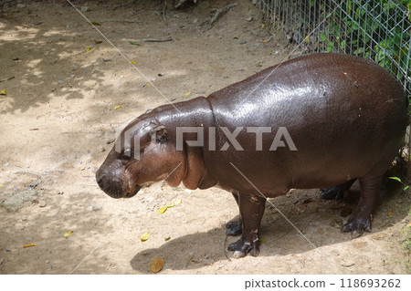 little pygmy hippo named Moo Deng  Khao Kheow Open Zoo in Chonburi Thailand 118693262