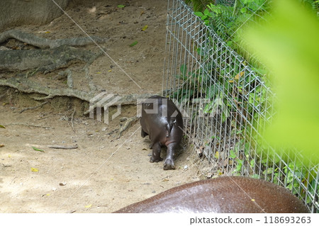 little pygmy hippo named Moo Deng  Khao Kheow Open Zoo in Chonburi Thailand 118693263