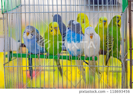 Pet Birds Parrots Pet Birds Parrots 118693456