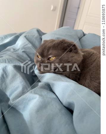 A Scottish Fold cat with distinctive folded ears and striking amber eyes lying attentively indoors. Purebred pet A Scottish Fold cat with distinctive folded ears and striking amber eyes lying attentively indoors. Purebred pet 118693875