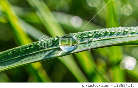 In the rays of the sun, a transparent dewdrop on a green blade of grass 118694115
