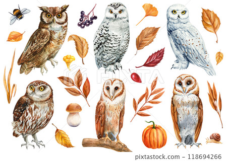 Owl, berry, levels, mushrooms, bumblebee set, autumn watercolor hand-painted clipart isolated for wildlife art, forest 118694266