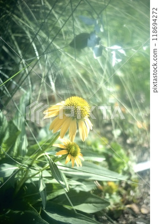 Yellow flower 118694272