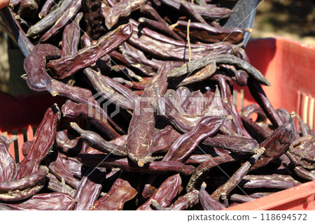 fills a plastic crate with freshly harvested carob pods fills a plastic crate with freshly harvested carob pods 118694572