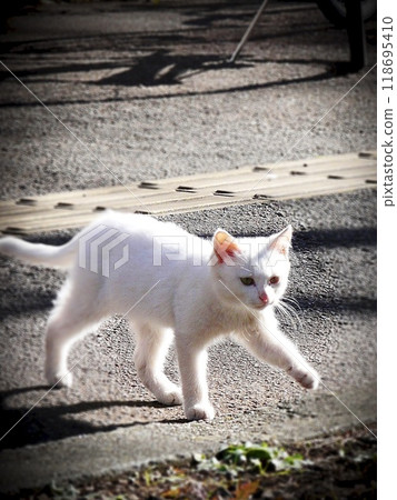 白色戶外貓過馬路時行走 白色戶外貓過馬路時行走 118695410