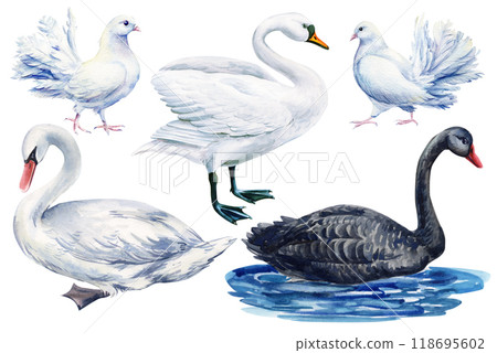 Swan bird, Elegant Watercolor birds hand-painted Isolated. Perfect for designers, nature lovers, creative decor. Clipart Swan bird, Elegant Watercolor birds hand-painted Isolated. Perfect for designers, nature lovers, creative decor. Clipart 118695602
