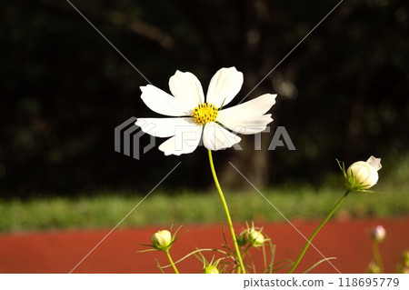 白波斯菊 長野縣 118695779