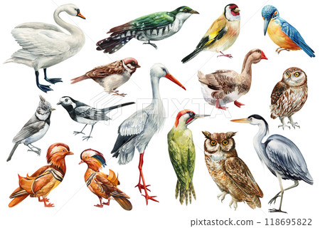 Set birds hand-painted watercolor Isolated on white background, birds clipart for designers, wild nature creative decor 118695822