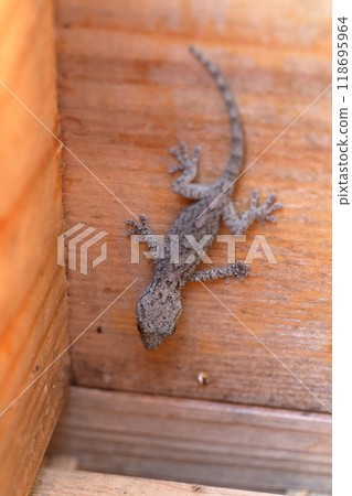 Gecko clinging to a board 118695964