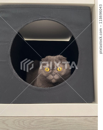 Gray scottish fold cat with striking yellow eyes peeking out of a black circular cat bed house. Curious feline looks out with a sense of intrigue and alertness. Pet and accessories for cat concept Gray scottish fold cat with striking yellow eyes peeking out of a black circular cat bed house. Curious feline looks out with a sense of intrigue and alertness. Pet and accessories for cat concept 118696043