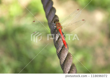 長野縣，紅蜻蜓棲息在繩子上 118696072