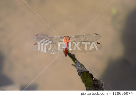 Red dragonfly near water Nagano Prefecture 1 Red dragonfly near water Nagano Prefecture 1 118696074