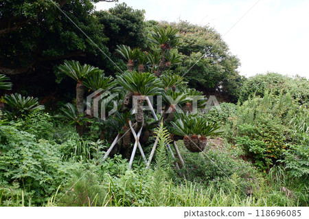 千葉縣仁右衛門島,島主住宅的後花園中的Osotetsu 千葉縣仁右衛門島,島主住宅的後花園中的Osotetsu 118696085