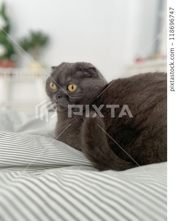 A Scottish Fold cat with distinctive folded ears and striking amber eyes lying attentively indoors. Purebred pet A Scottish Fold cat with distinctive folded ears and striking amber eyes lying attentively indoors. Purebred pet 118696747