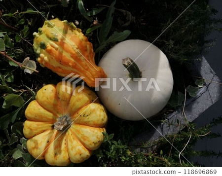 A vibrant autumnal scene with various types of pumpkins nestled in a bed of green leaves under soft daylight. A vibrant autumnal scene with various types of pumpkins nestled in a bed of green leaves under soft daylight. 118696869