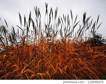A serene landscape with tall golden grass swaying under a cloudy sky, evoking the tranquility of an autumn meadow. 118696870