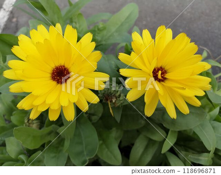 Two vibrant yellow flowers with dark centers bloom amidst green leaves against. Two vibrant yellow flowers with dark centers bloom amidst green leaves against. 118696871