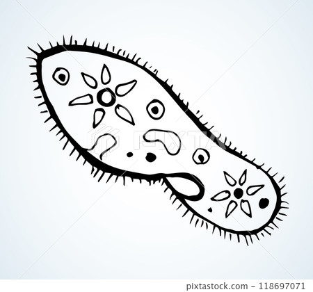 Paramecium caudatum. Vector drawing icon 118697071