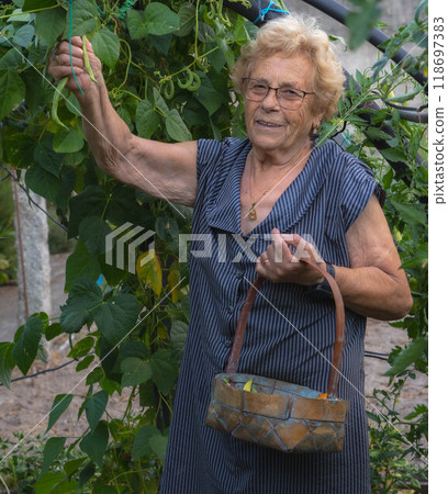 Woman harvesting harvest Woman harvesting harvest 118697383