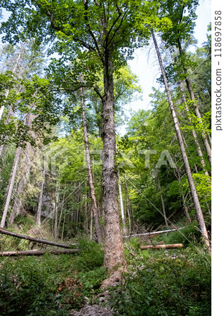Zejmarska gorge, Slovak Paradise, Slovakia 118697858