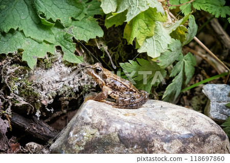 Frog, Zejmarska gorge, Slovak Paradise, Slovakia 118697860