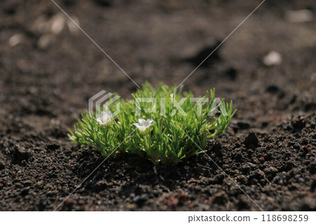 Closeup delicate White Flowers Blooming on Small Green Shrub growing in Dark sand survives on ashes, rich soil. Highlights beauty and resilience of nature symbolizes life breaking through obstacles Closeup delicate White Flowers Blooming on Small Green Shrub growing in Dark sand survives on ashes, rich soil. Highlights beauty and resilience of nature symbolizes life breaking through obstacles 118698259