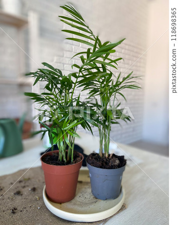 Two vibrant green potted plants are placed side by side on a light-colored table, with a white brick wall in the background. Fresh and inviting atmosphere, nature indoors and home gardening concept Two vibrant green potted plants are placed side by side on a light-colored table, with a white brick wall in the background. Fresh and inviting atmosphere, nature indoors and home gardening concept 118698365