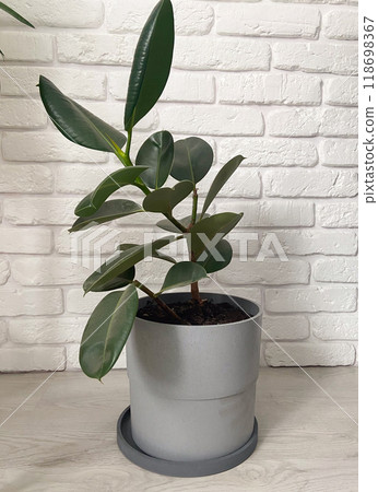 Green ficus plant sits in grey pot, positioned on a light wooden floor against a backdrop of white brick wall. Indoor gardening, horticulture and botany concept 118698367