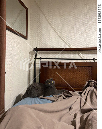 Relaxed grey scottish fold cat lying on sofa, pet at home. Domestic bliss and comfort and relaxation concept Relaxed grey scottish fold cat lying on sofa, pet at home. Domestic bliss and comfort and relaxation concept 118698368