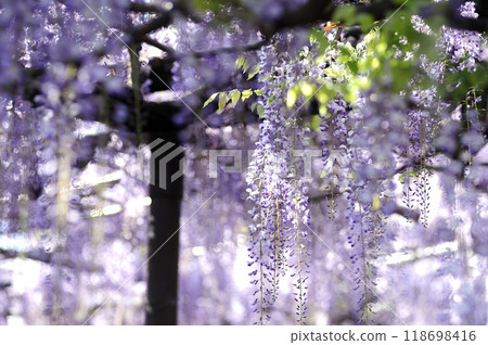 Wisteria flowers I saw someday Wisteria flowers I saw someday 118698416