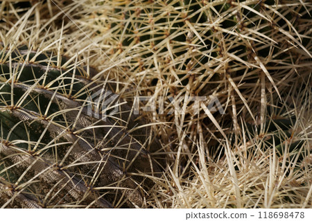 Green cactus with yellow spines Green cactus with yellow spines 118698478