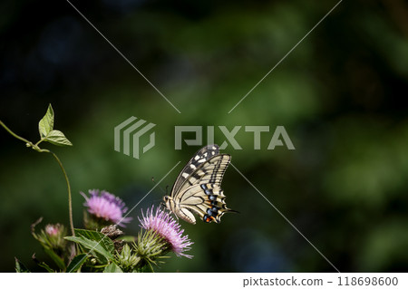Swallowtail butterfly sucking honey on thistle Swallowtail butterfly sucking honey on thistle 118698600