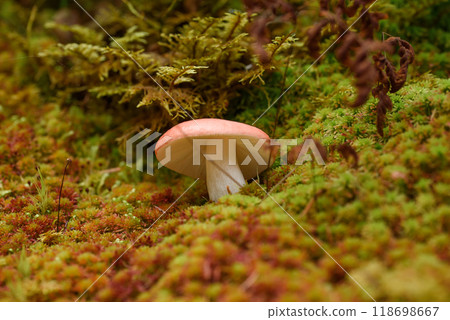 Mycena rosella mushroom growing on green moss at autumn forest. Also known as pink bonnet. 118698667