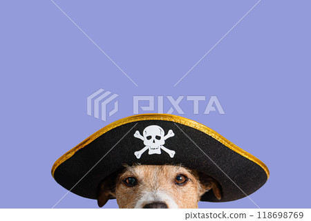 Funny spooky dog in Halloween costume of a pirate against solid color background 118698769