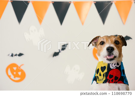 Dog wearing Halloween collar with skulls against background of home wall decorated for holiday party 118698770