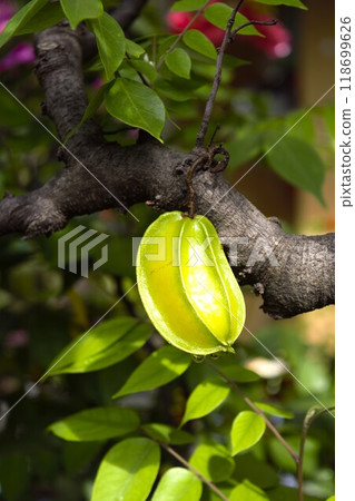 越南楊桃樹 越南楊桃樹 118699626