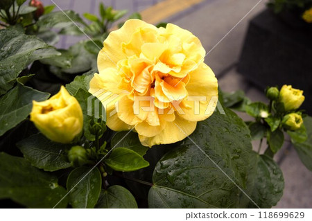 Double-flowered hibiscus flowers Vietnam 1 118699629